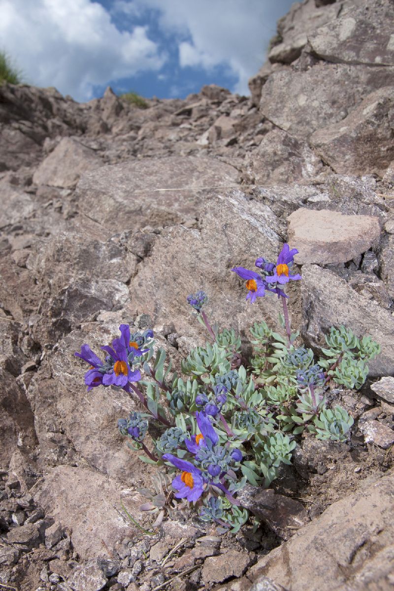 Linaria alpina